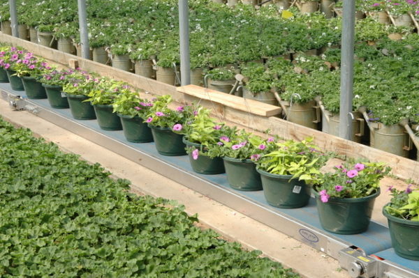 greenhouse conveyor belt