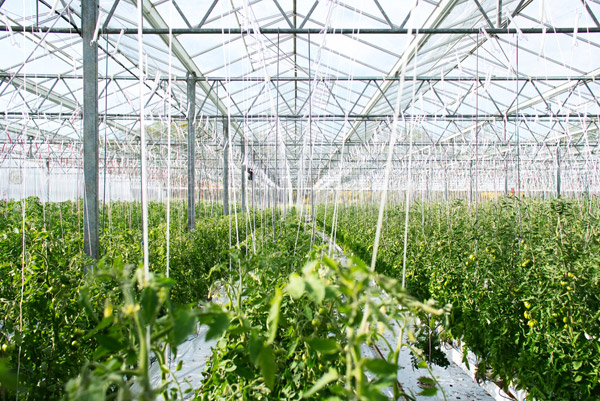 3 Greenhouse Equipment Must-Haves To Boost Productivity