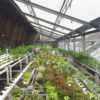 greenhouse-full-of-vegetables