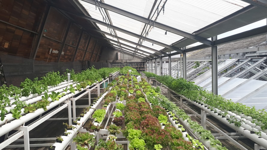 Why Portable Conveyor Belts Are Integral to an Automated Greenhouse