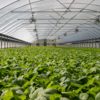 plants-and-greenhouse-productivity