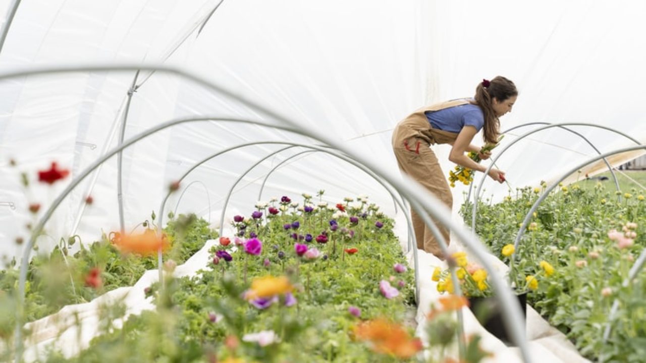 https://rapid-veyor.com/wp-content/uploads/2020/06/woman-in-greenhouse-leaning-over-plants-1280x720.jpeg