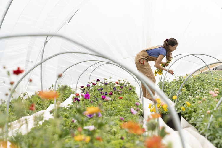5 Tips for Commercial Greenhouse Management