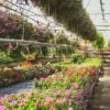 greenhouse-technologies-flowers