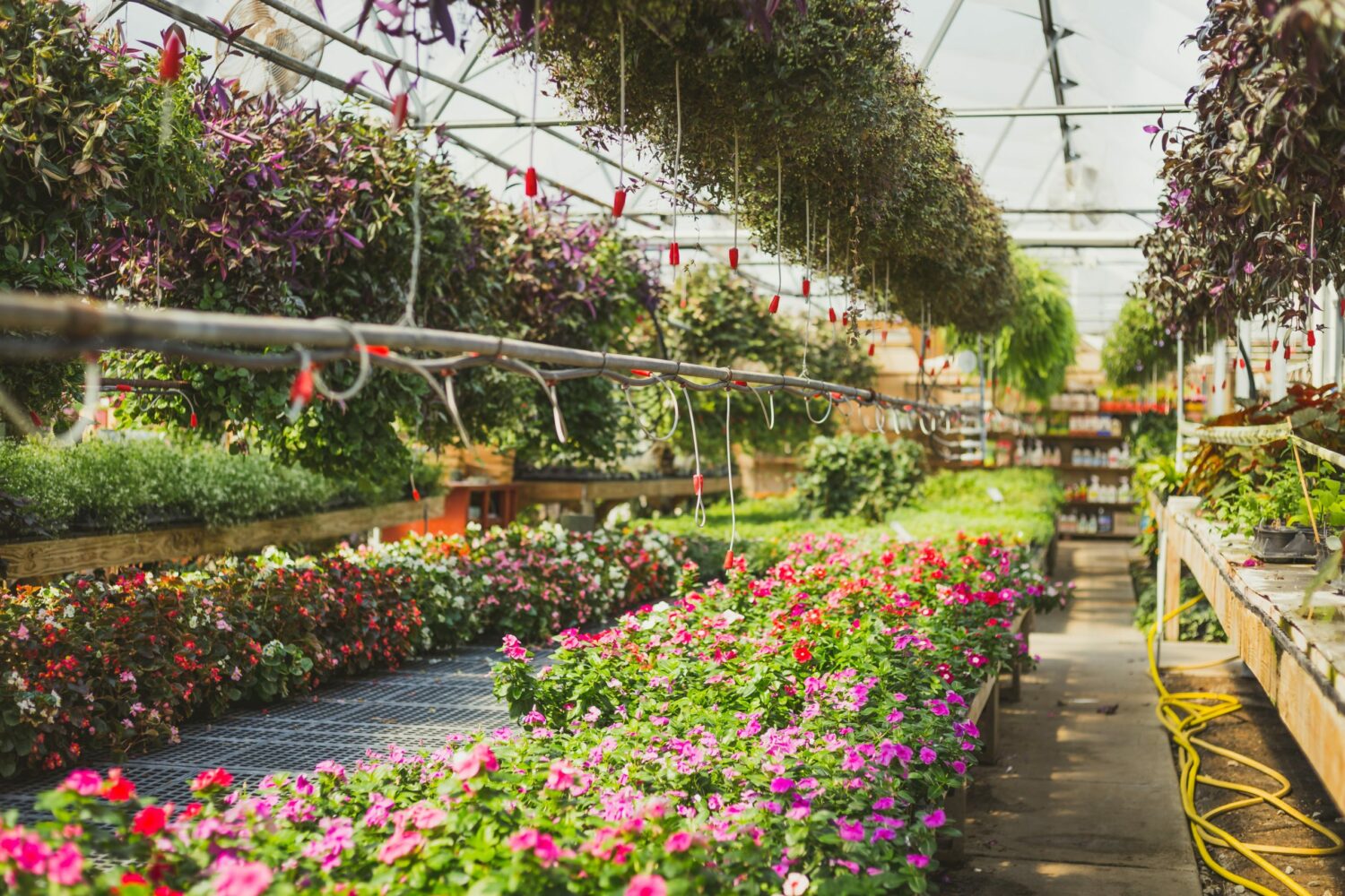 4 Strategies for Overcoming Greenhouse Labor Challenges