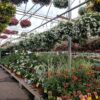 greenhouse-flowers